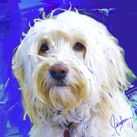 Dog Paintings - Golden Doodle